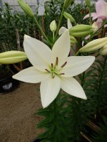 [4103 White Sound DJ No02.JPG]